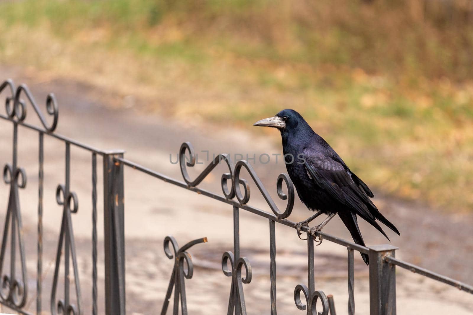 The black raven sits on a metal forged fence and looks into the camera. Green grass on the background