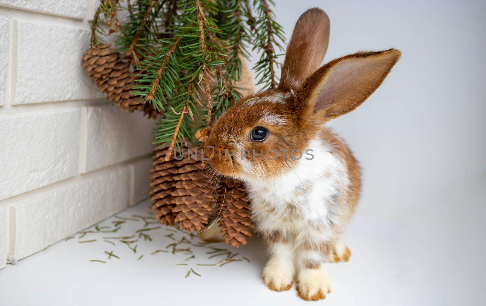 A cute brown rabbit sits near a vase with a bouquet of fir branches with cones. The concept of Christmas, New year, Easter, domestic animal husbandry.