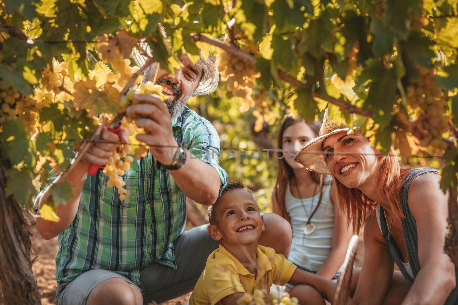 Beautiful young smiling family of four cutting grapes at a vineyard.