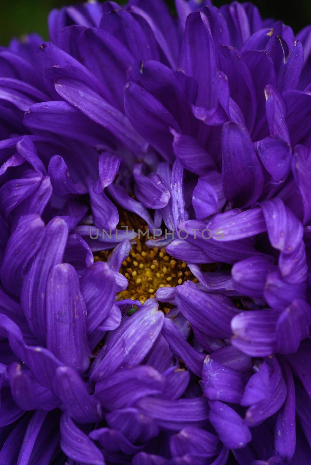 Purple peony-shaped asters, similar in shape to a cloud on a flower bed in the garden. Extreme close-up.