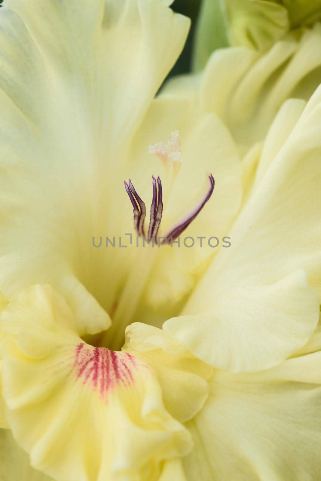 Extreme close-up of the gladiolus inflorescence with pistils and stamens in detail and very close.