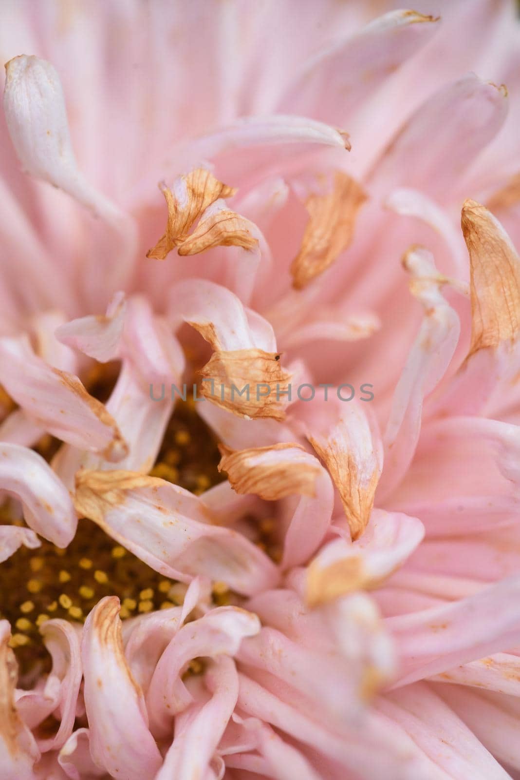 A bud of a fading peony-shaped aster in close-up with dried petal tips