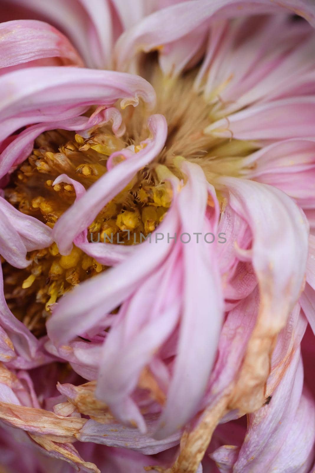A bud of a fading peony-shaped aster in close-up with dried petal tips