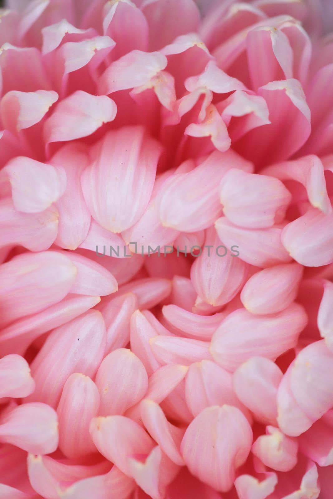 Pink peony-shaped aster on a flower bed in the garden. Extreme close-up.