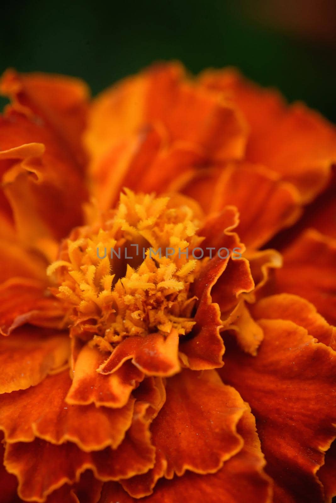 Extreme close-up photograph of marigolds flower bud in garden.