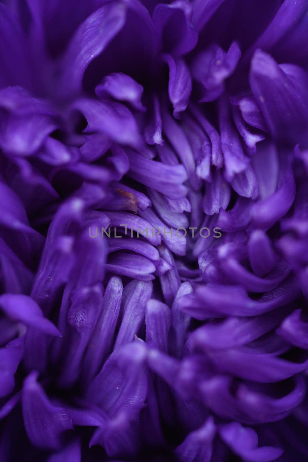 Purple peony-shaped asters, similar in shape to a cloud on a flower bed in the garden. Extreme close-up.