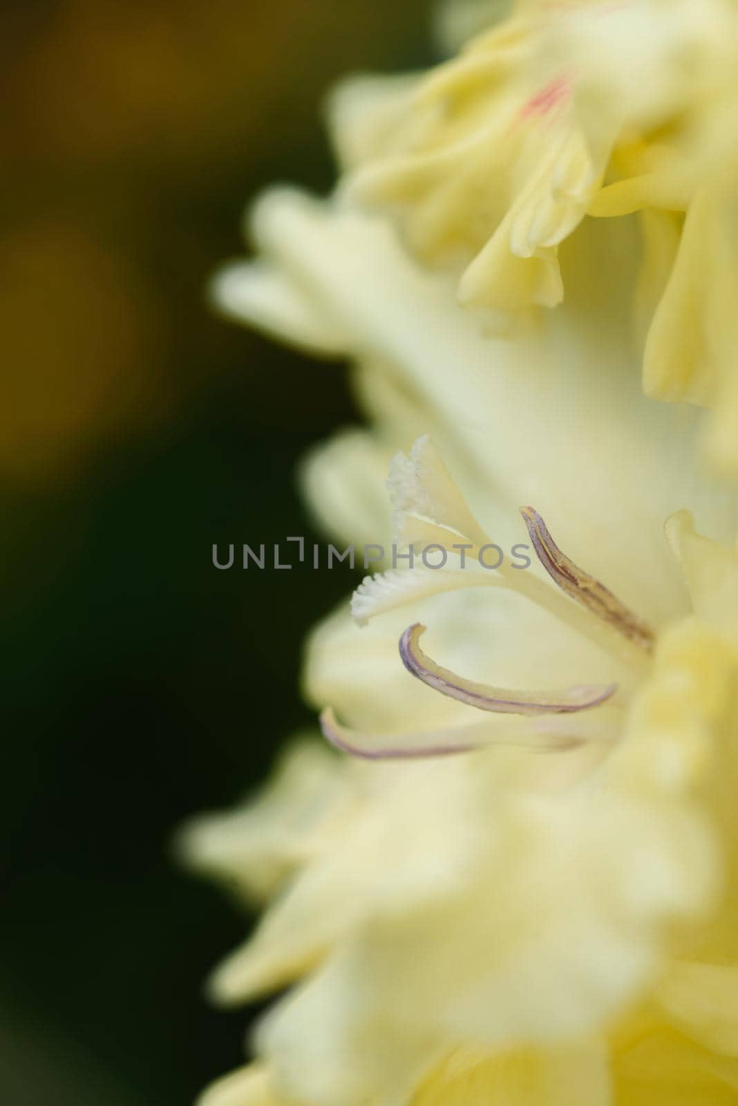 Extreme close-up of the gladiolus inflorescence with pistils and stamens in detail and very close.