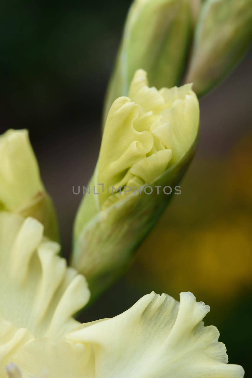 Extreme close-up of the gladiolus inflorescence with pistils and stamens in detail and very close.