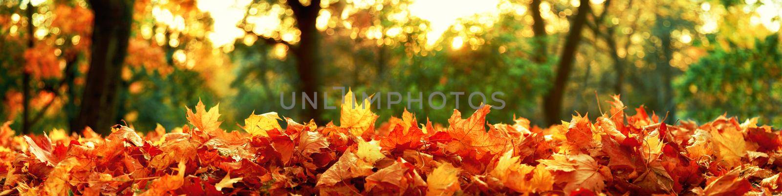 Beautiful autumn background with yellow and red leaves.