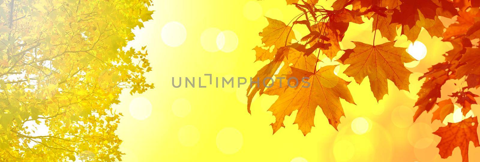 Beautiful autumn background with yellow and red leaves.