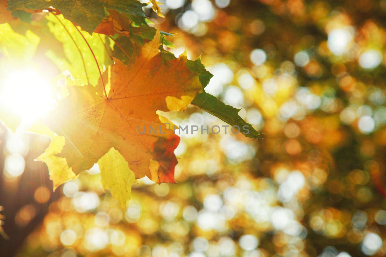 Colorful bright leaves falling in autumnal park. by Taut