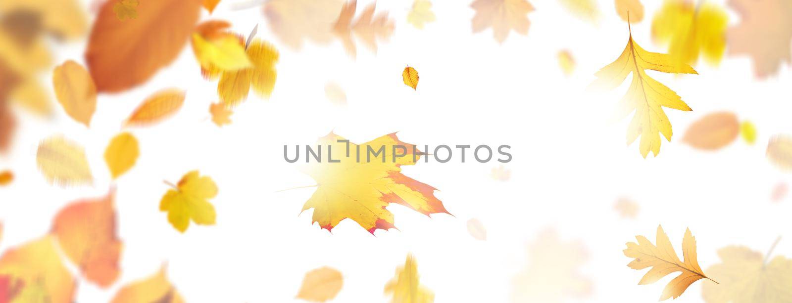 Colorful bright leaves isolated on white background by Taut