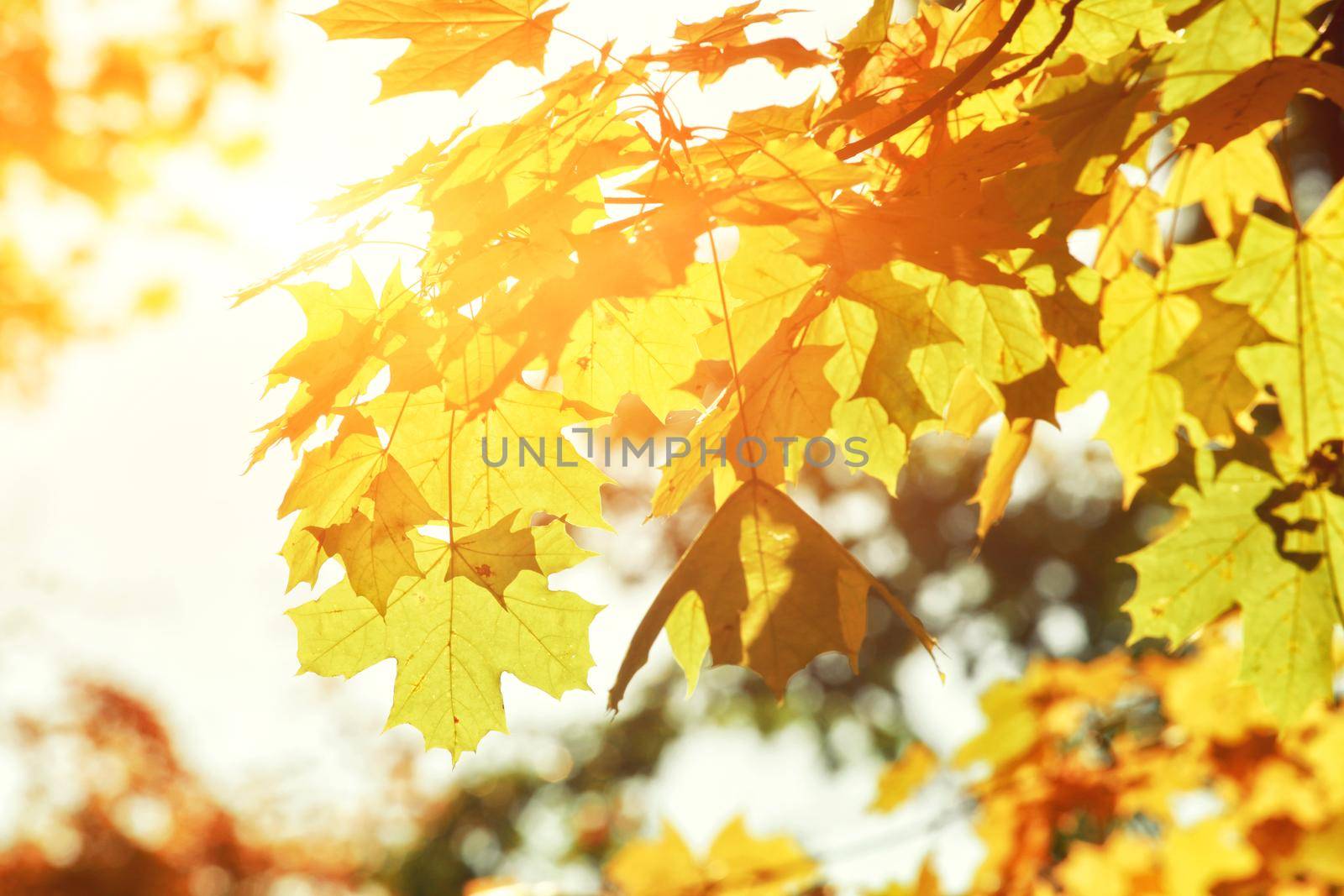 Beautiful autumn background with yellow and red leaves.