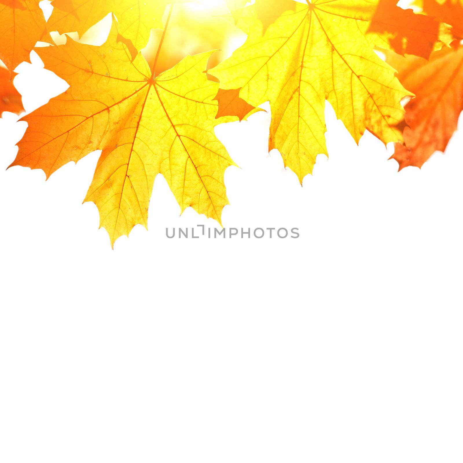 Beautiful autumn background with yellow and red leaves.