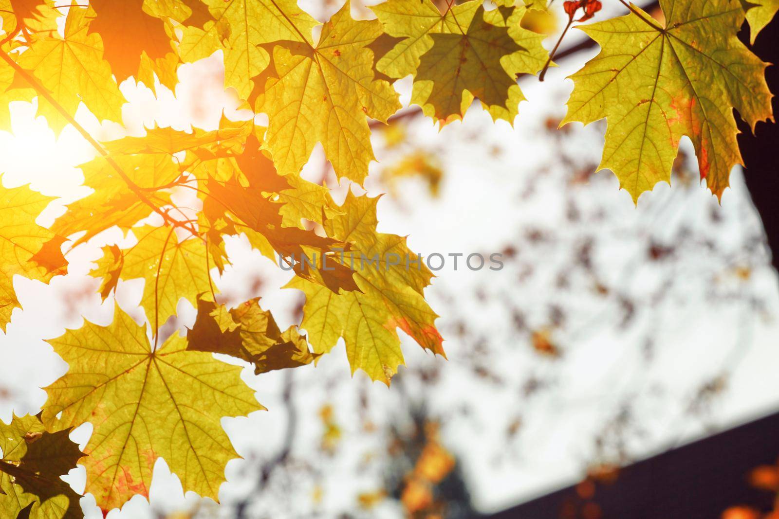 Beautiful autumn background with yellow and red leaves.