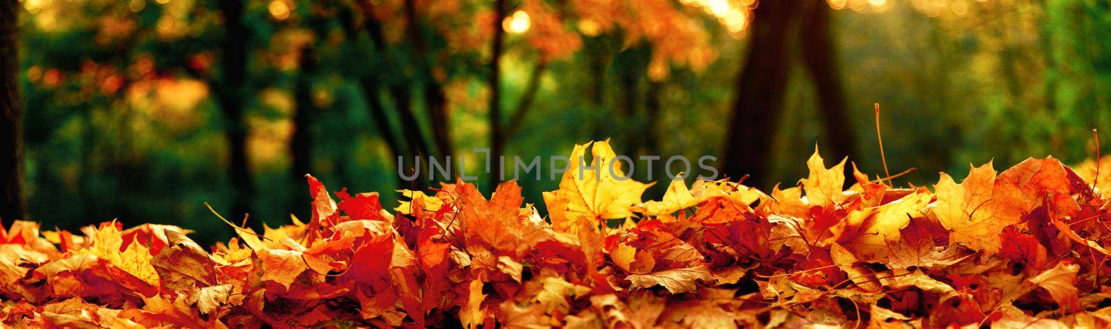 Colorful bright leaves falling in autumnal park. by Taut