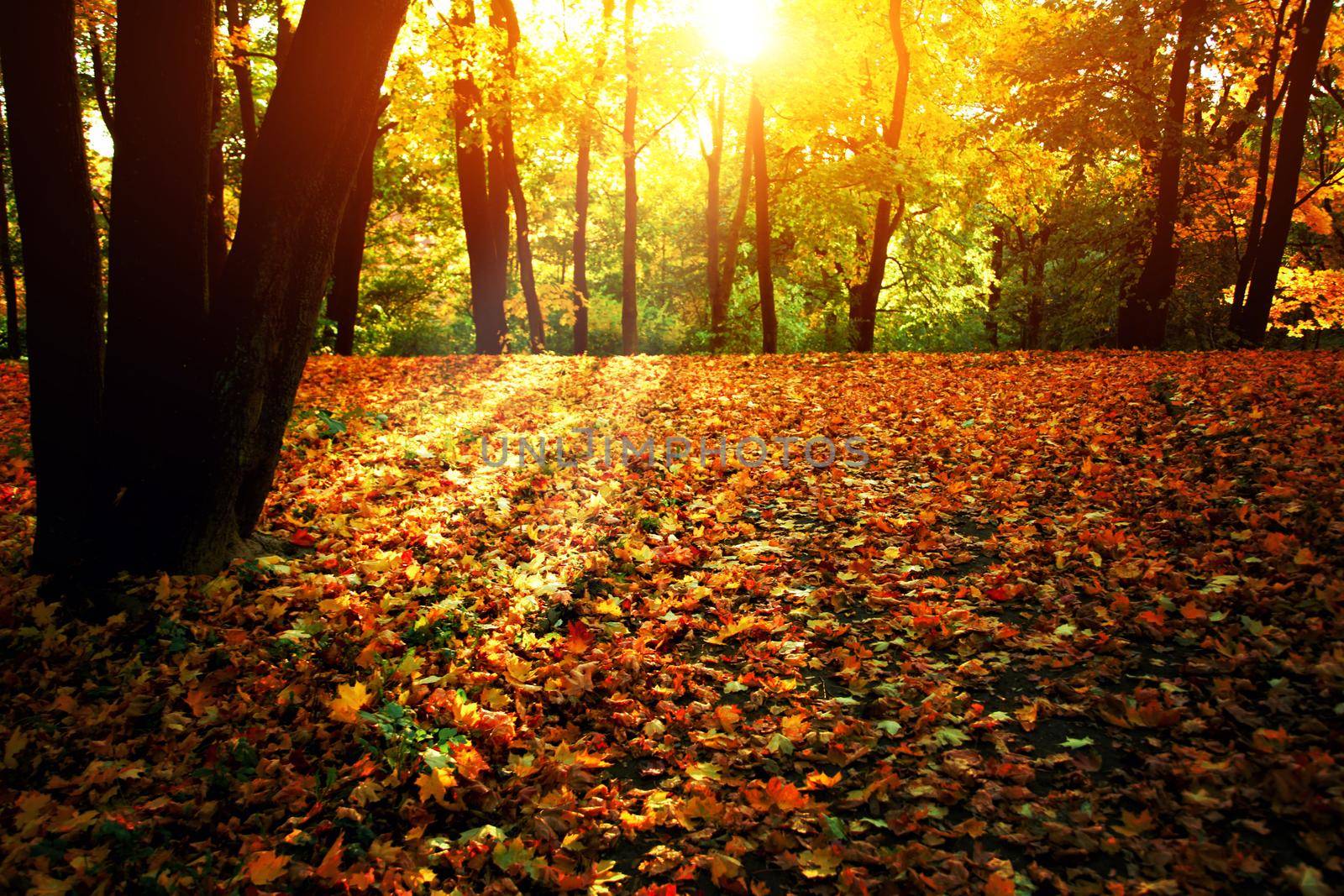 Colorful bright leaves falling in autumnal park. by Taut