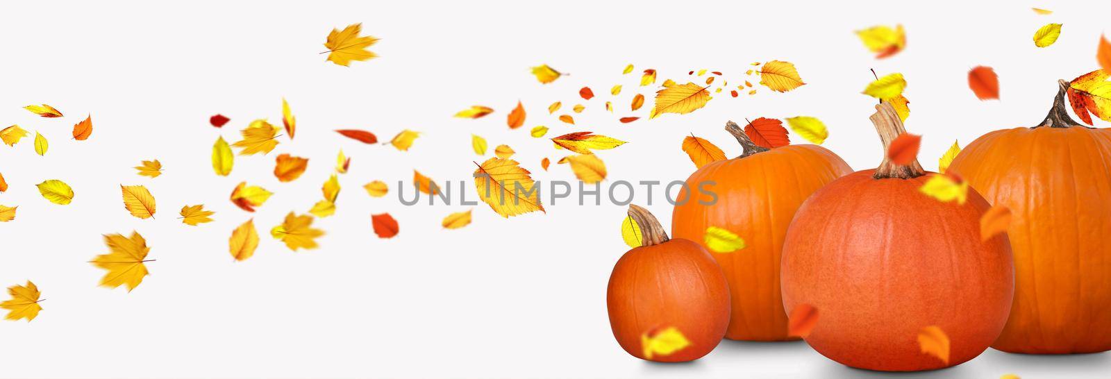 Close up view of fresh pumpkin at autumn by Taut