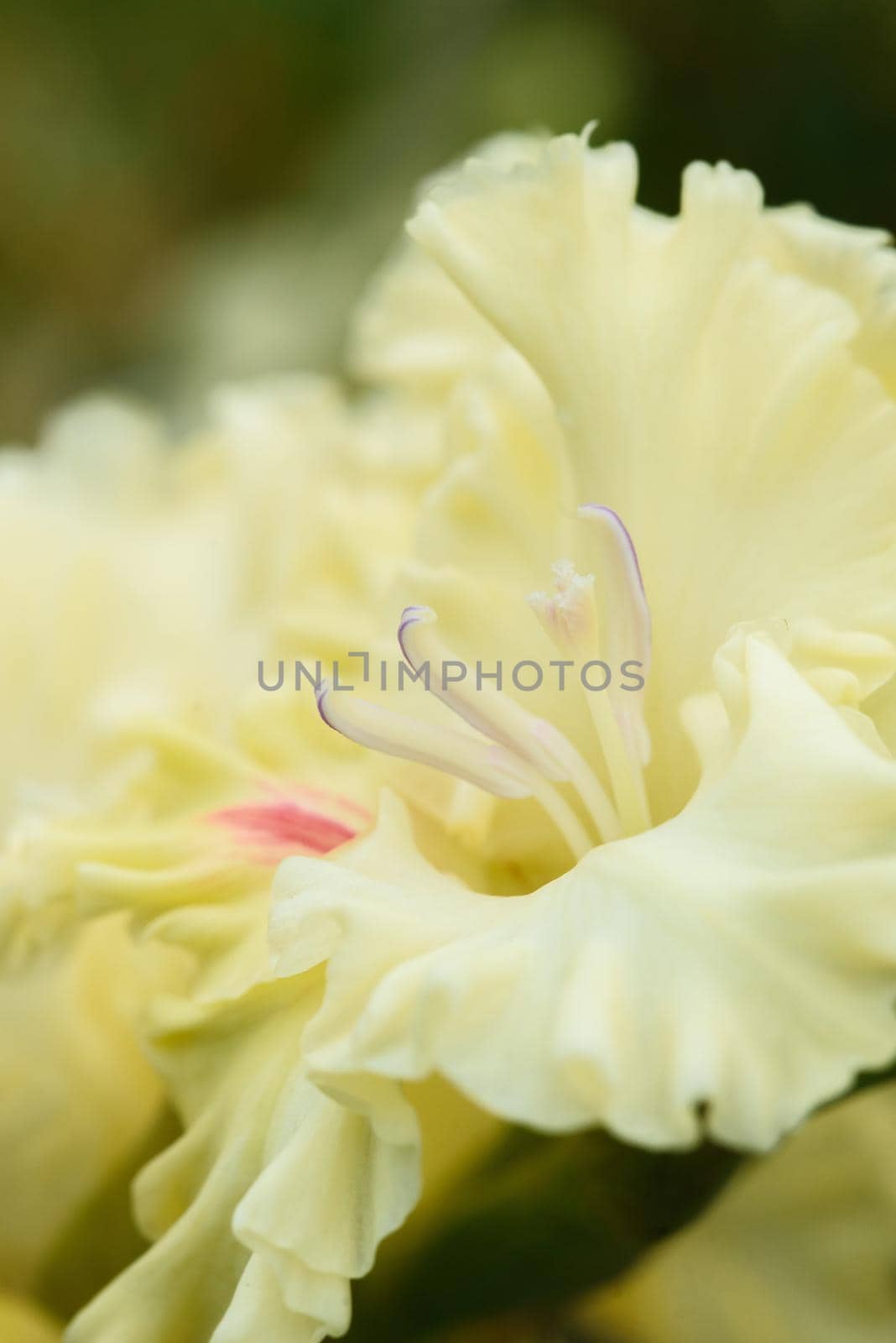 Extreme close-up of the gladiolus inflorescence with pistils and stamens in detail and very close.