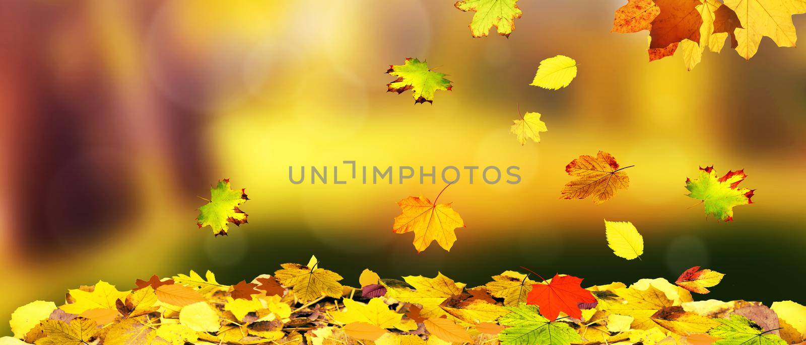 Beautiful autumn background with yellow and red leaves.