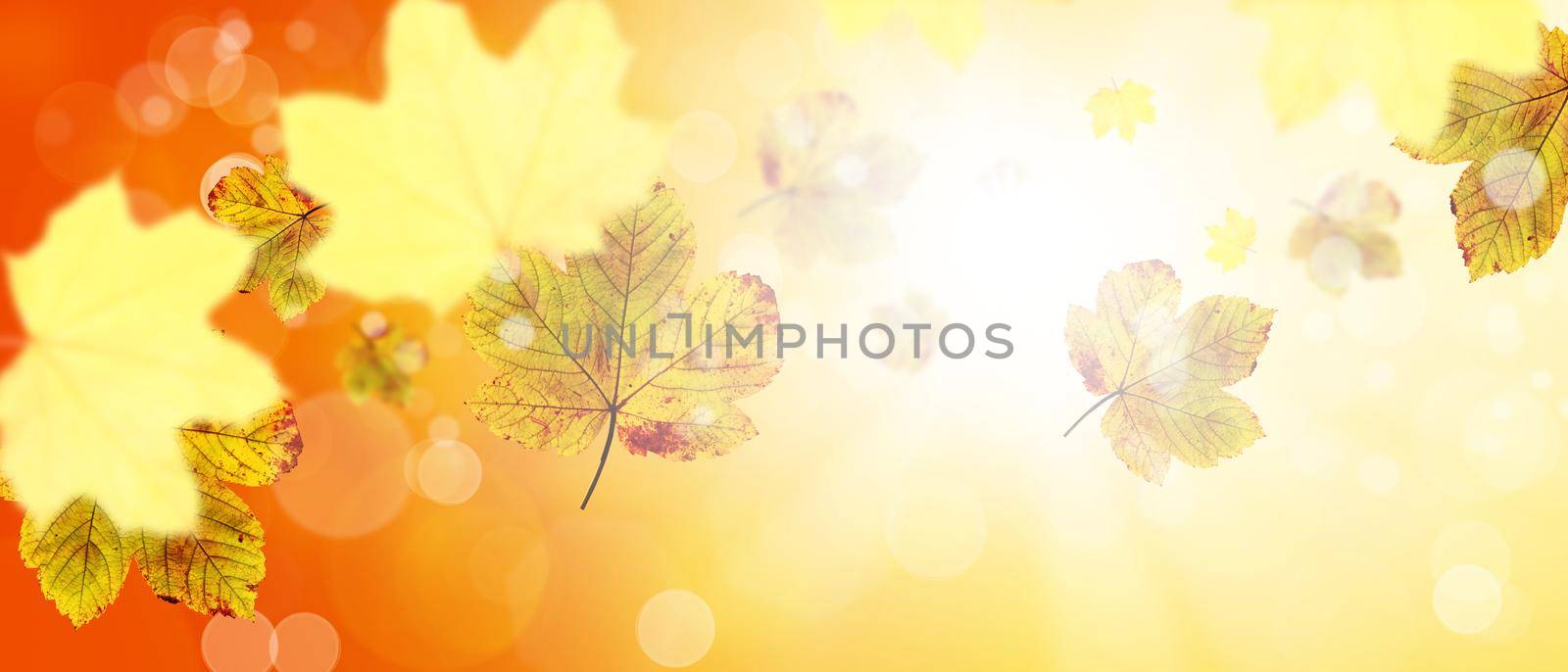 Colorful bright leaves falling in autumnal park. by Taut