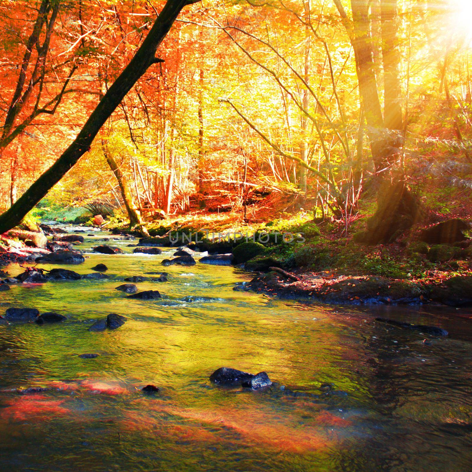 Colorful bright leaves falling in autumnal park. by Taut