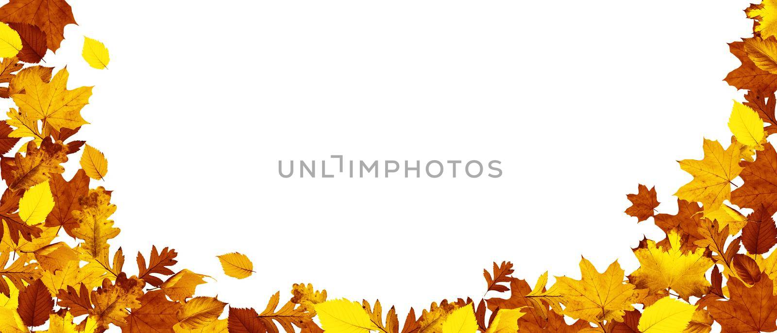 Colorful bright leaves isolated on white background in a frame by Taut