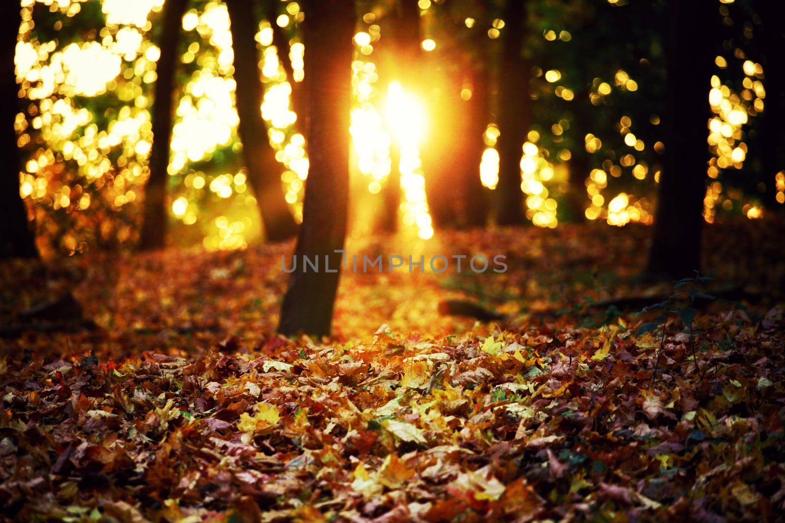 Colorful bright leaves falling in autumnal park. by Taut