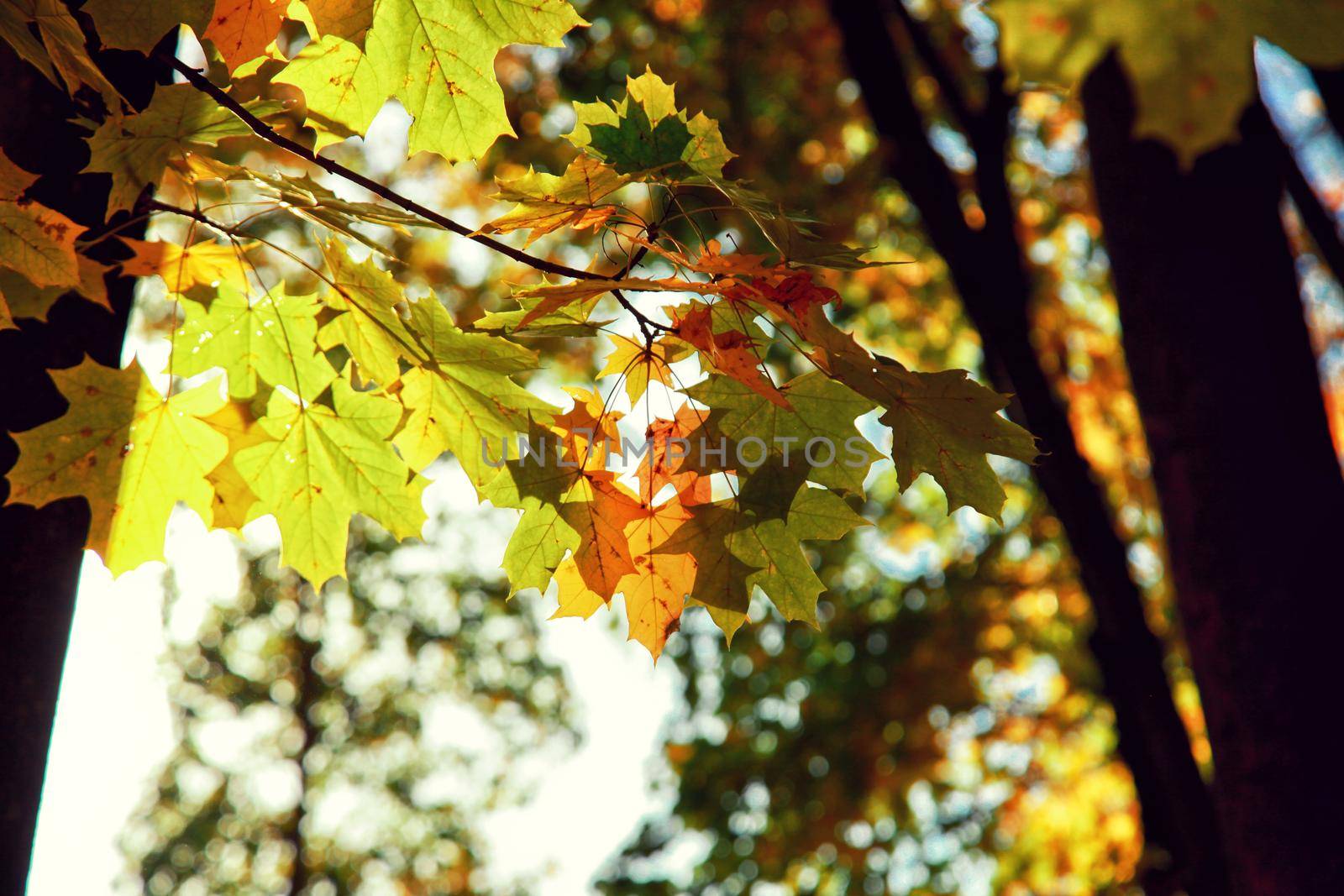 Beautiful autumn background with yellow and red leaves.