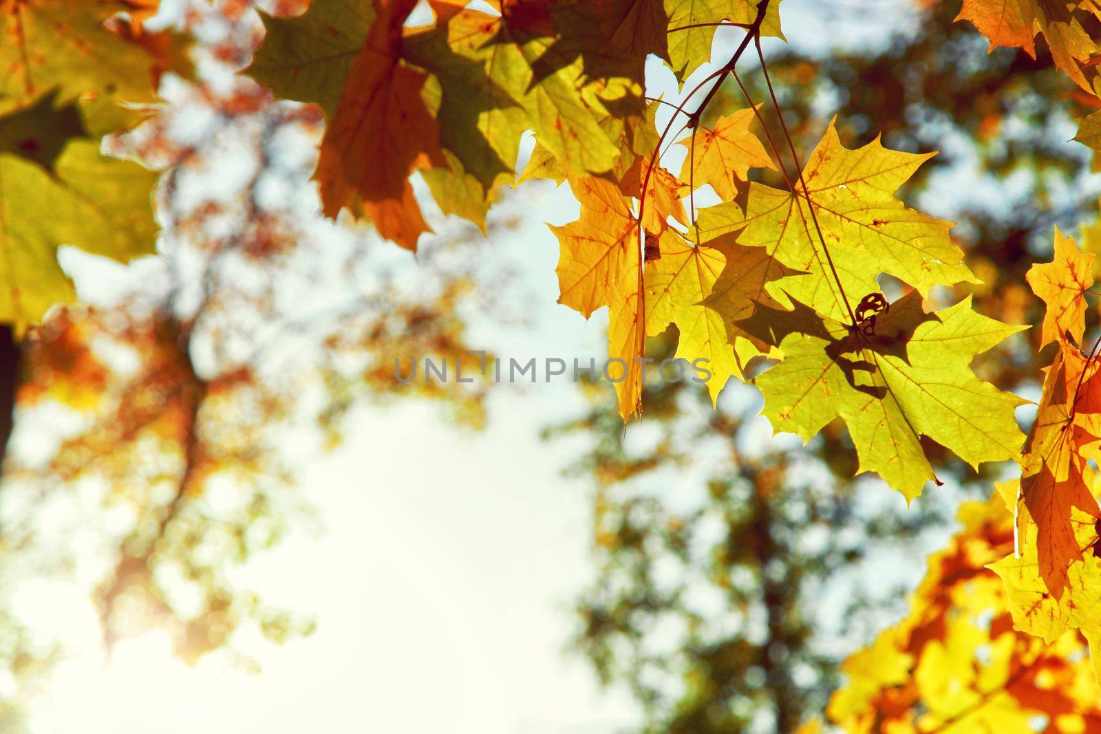 Beautiful autumn background with yellow and red leaves.