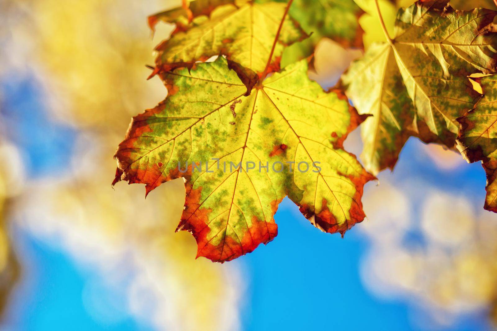 Colorful bright leaves falling in autumnal park. by Taut