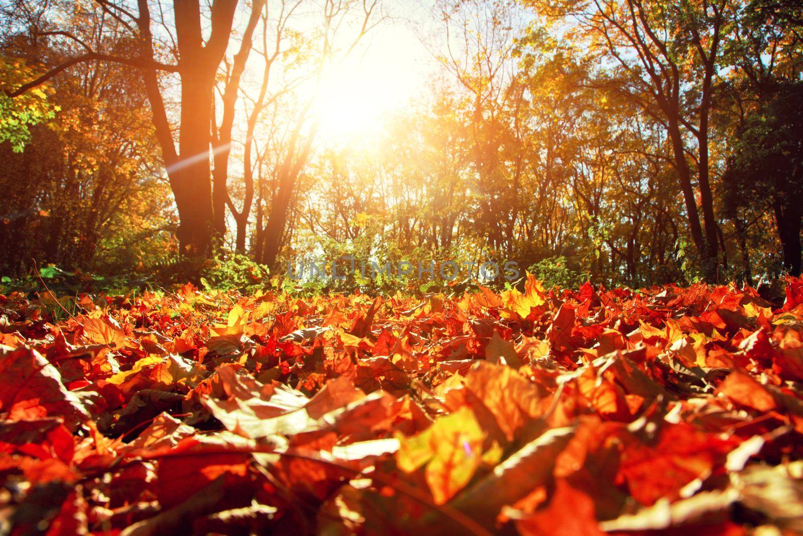 Colorful bright leaves falling in autumnal park. by Taut