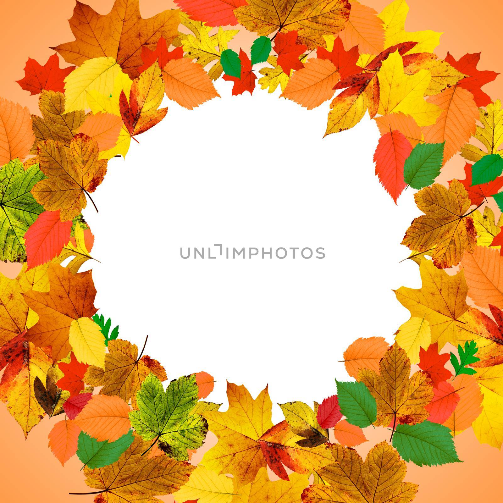 Colorful bright leaves isolated on white background in a frame by Taut