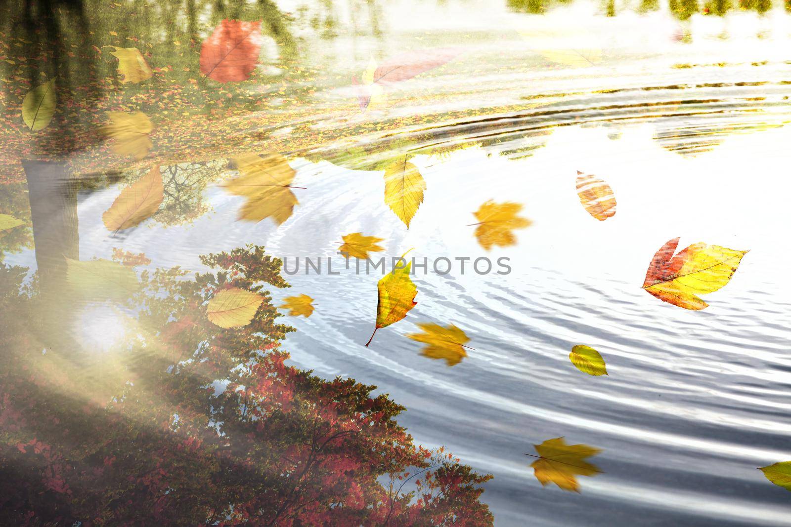 Colorful bright leaves falling in autumnal park. by Taut