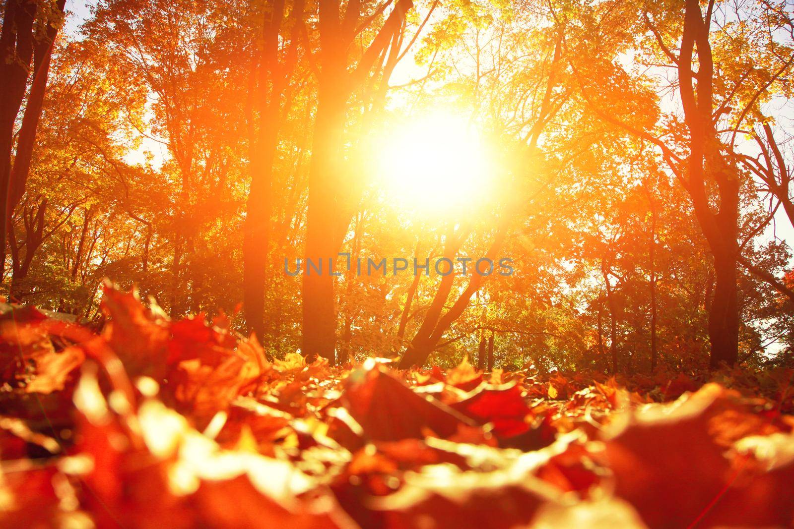 Beautiful autumn background with yellow and red leaves.