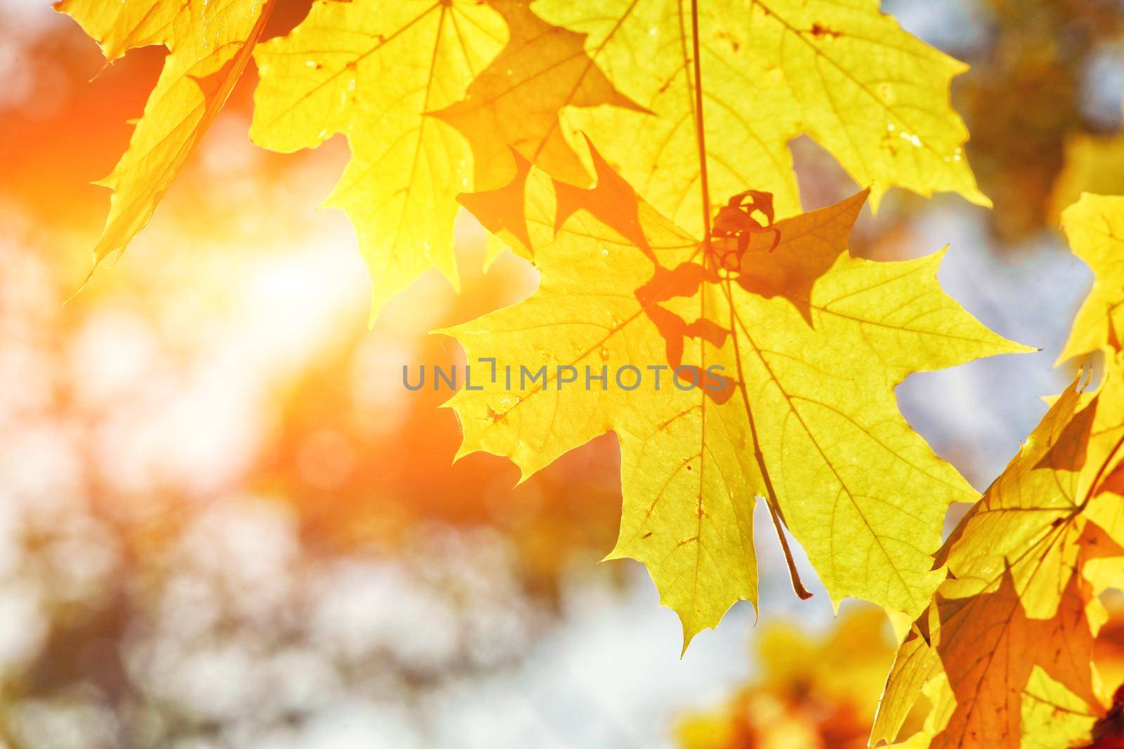 Beautiful autumn background with yellow and red leaves.