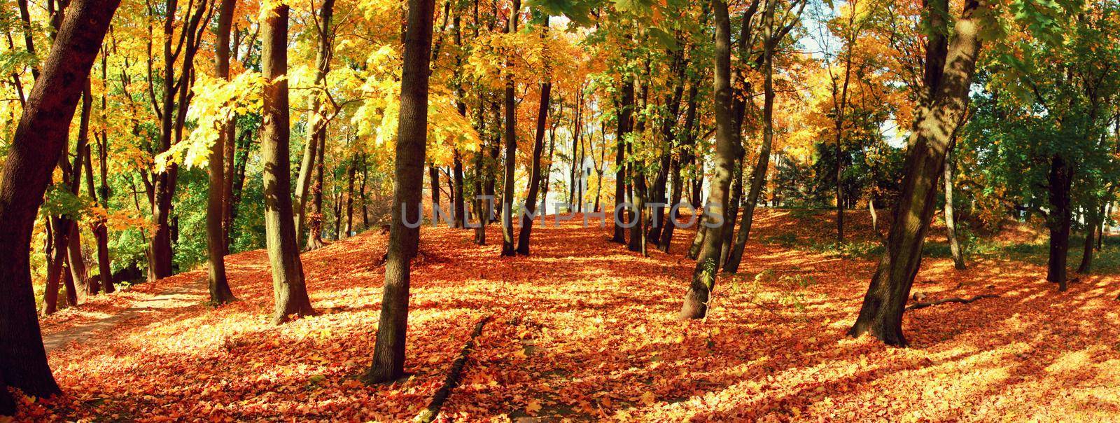 Colorful bright leaves falling in autumnal park. by Taut