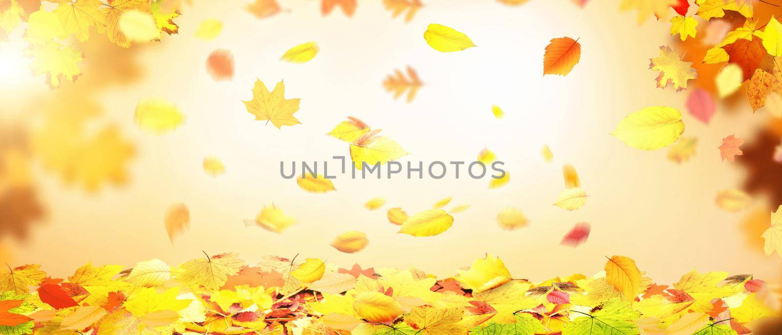 Colorful bright leaves falling in autumnal park. by Taut