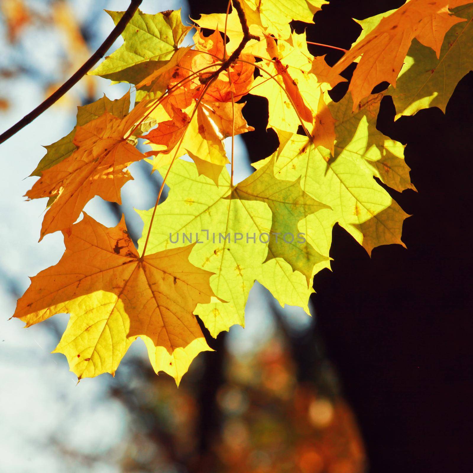 Beautiful autumn background with yellow and red leaves.