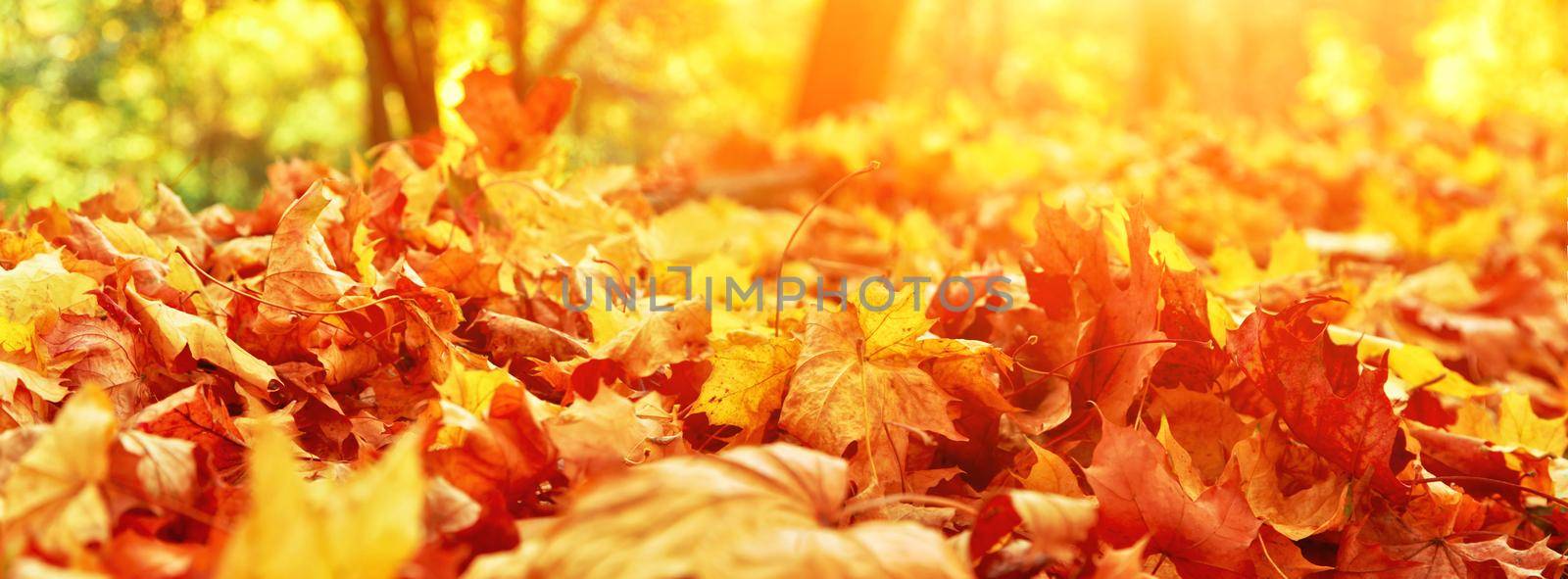 Colorful bright leaves falling in autumnal park. by Taut