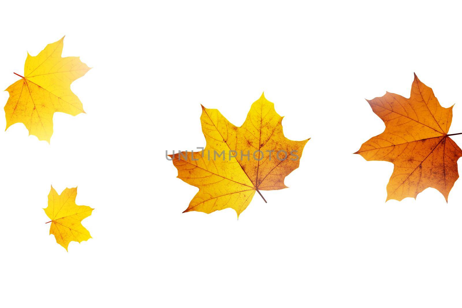Beautiful autumn background with yellow and red leaves.