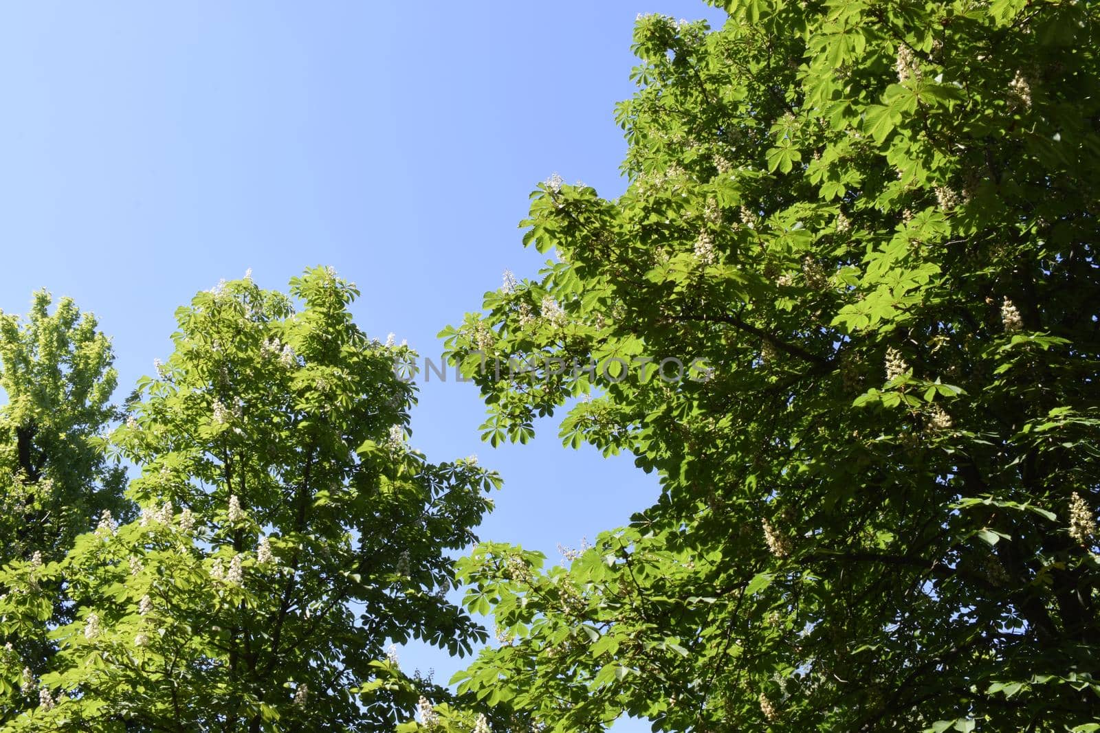 Green leaves against blue sky. Chestnut tree leaves and sun. New life concept, nature background. Copy space.