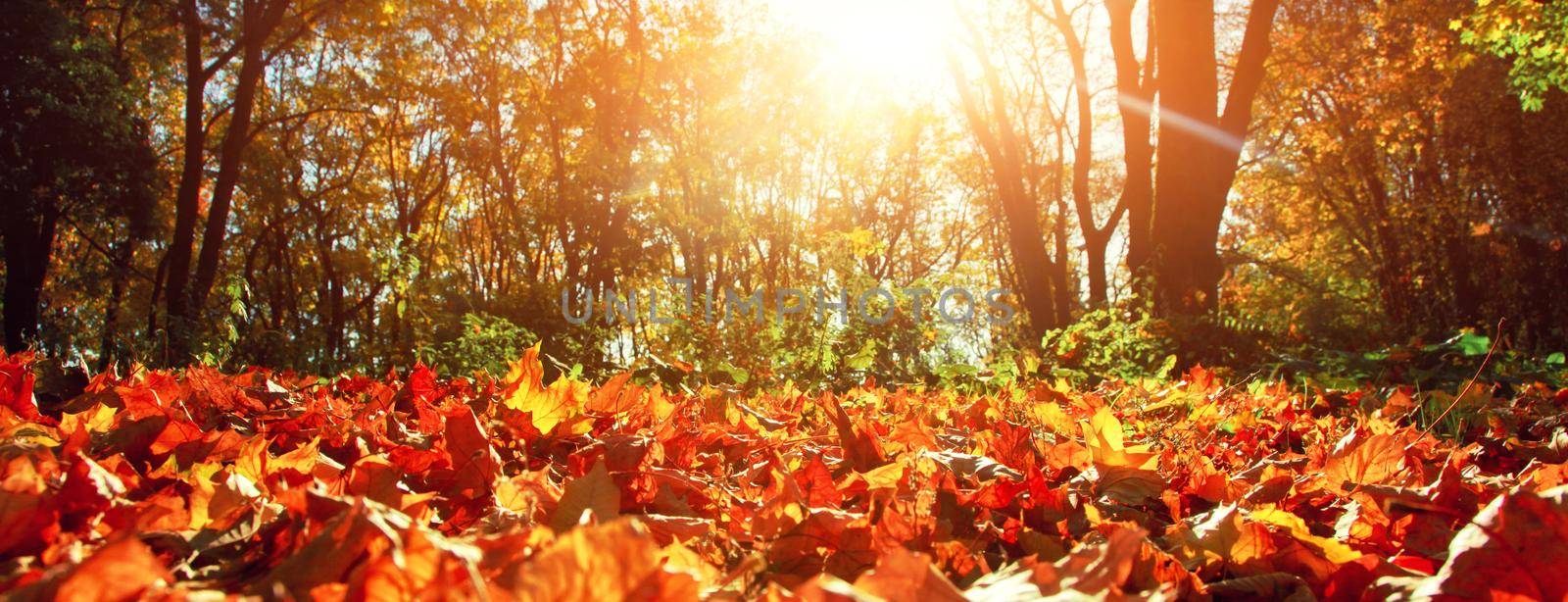 Beautiful autumn background with yellow and red leaves.