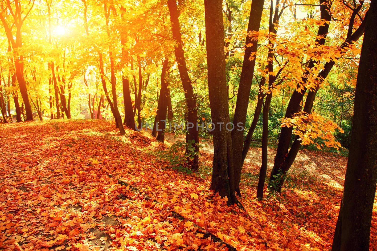 Beautiful autumn background with yellow and red leaves.