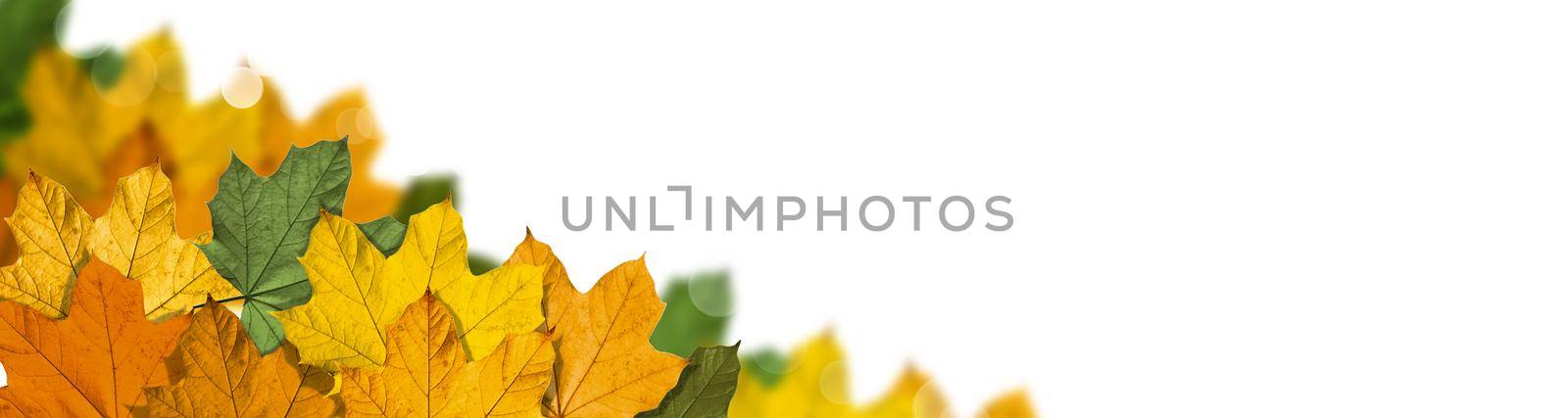 Colorful bright leaves isolated on white background in a frame by Taut