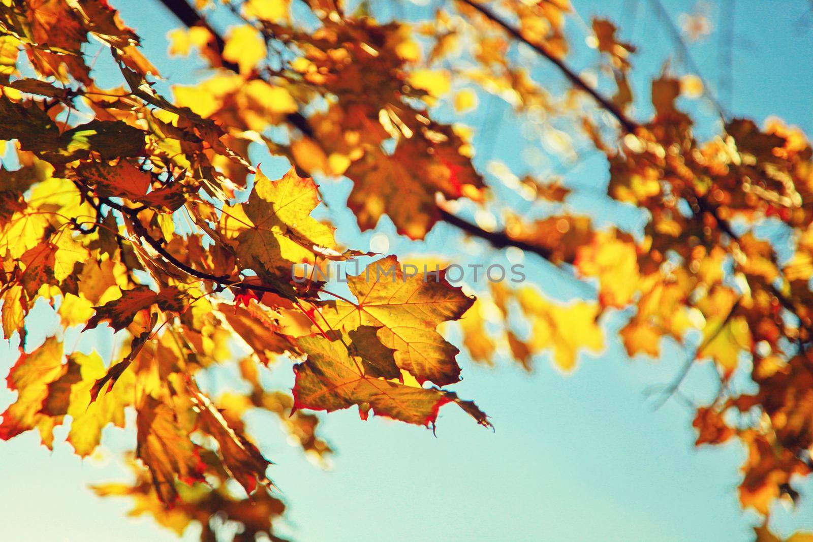 Colorful bright leaves falling in autumnal park. by Taut