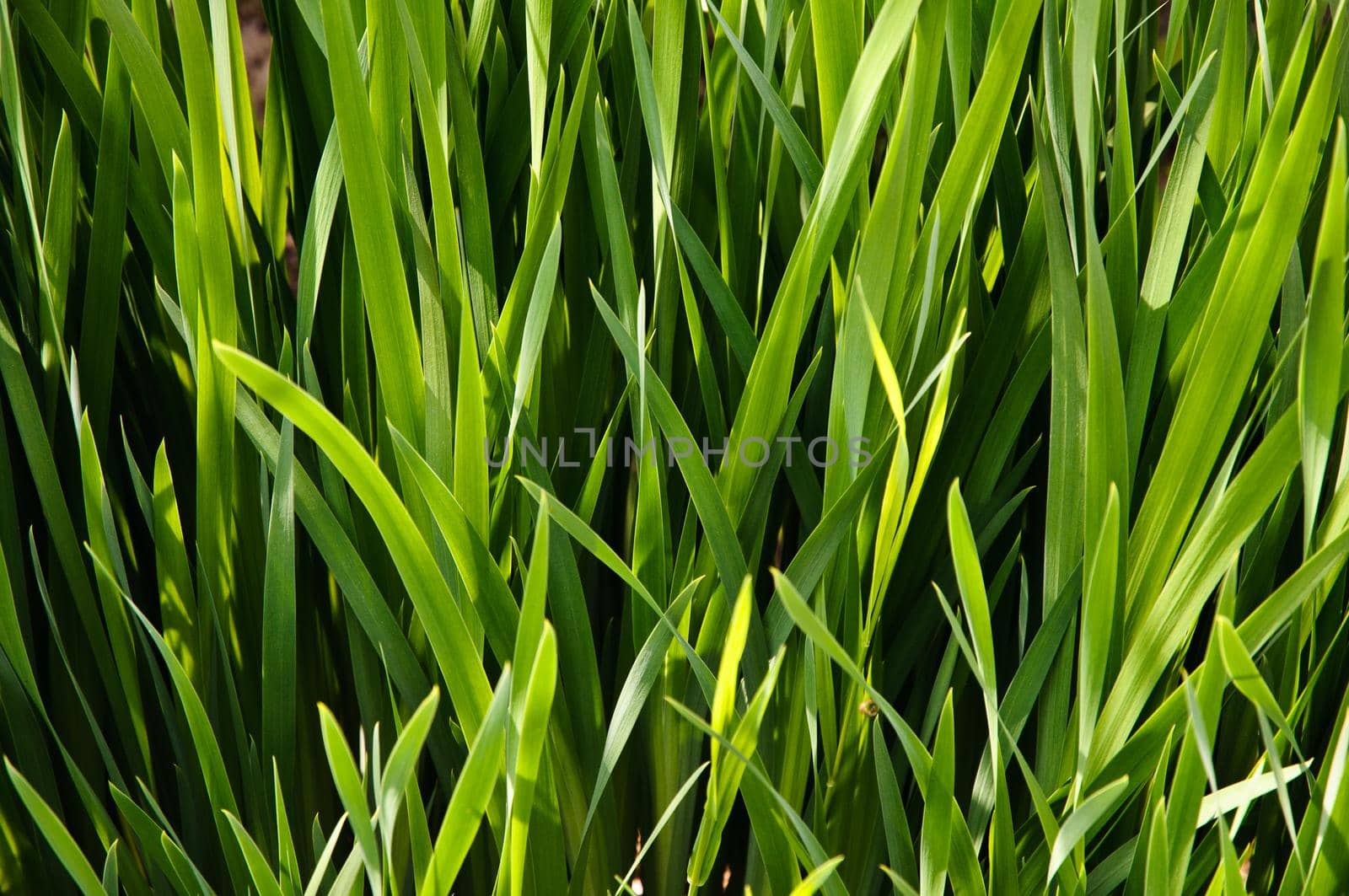 Tall bright green grass in the sunny day. Close-up.