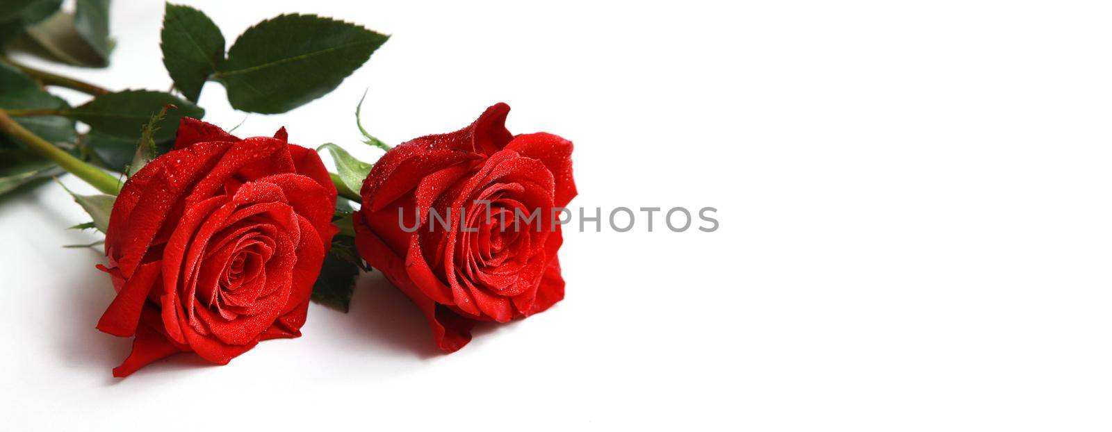 Beautiful red rose. Congratulatory background by St. Valentine's Day by Taut
