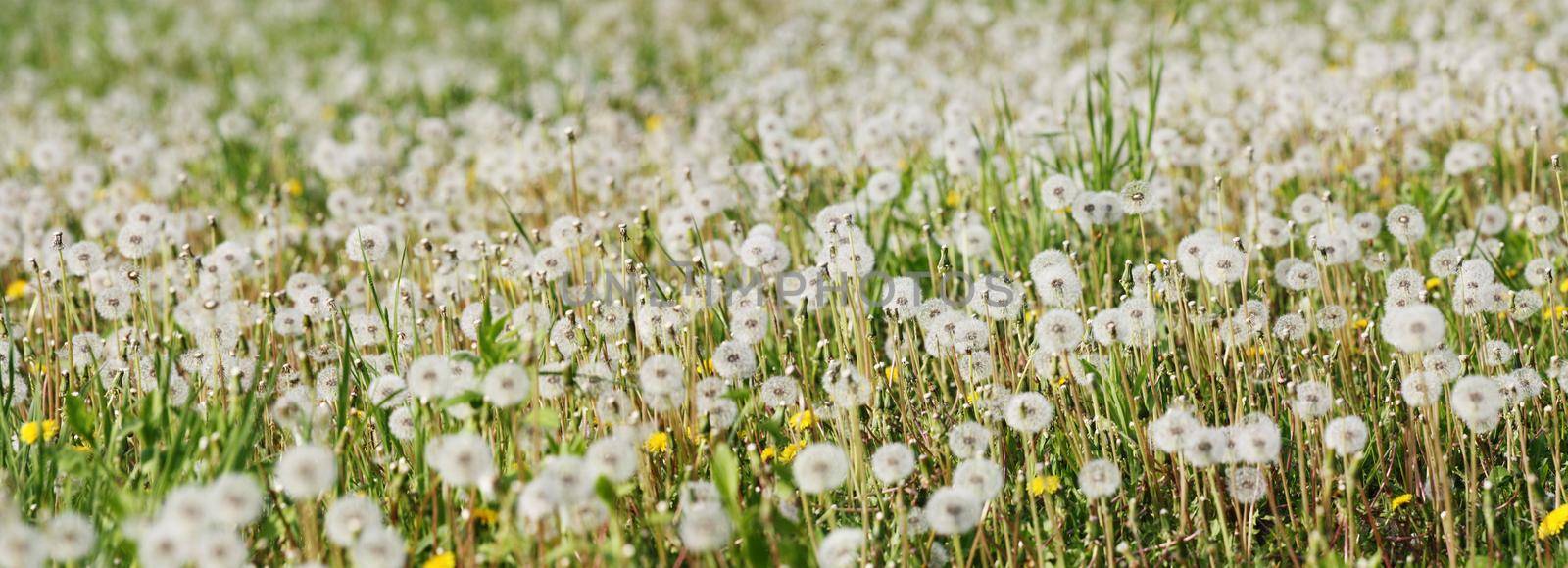 Beautiful dreamy spring nature background with dandelion