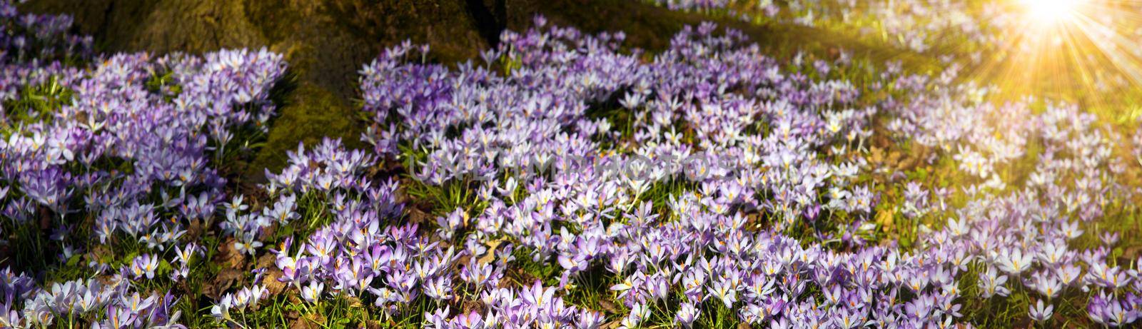 Beautiful crocuses growing through snow. First spring flowers